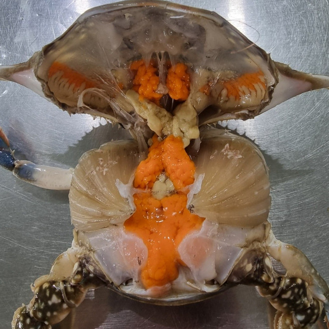 산채로 바로 잡아 보내는 활 암꽃게 알베기 [2026 오늘] 연평도 국내산, 1박스, 오늘 잡은 알베기 암꽃게 2kg (10-12미)