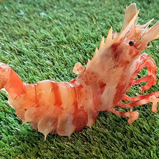 더대박 살아있는 독도바리 활 독도닭새우, 1개, 활 독도닭새우 500g