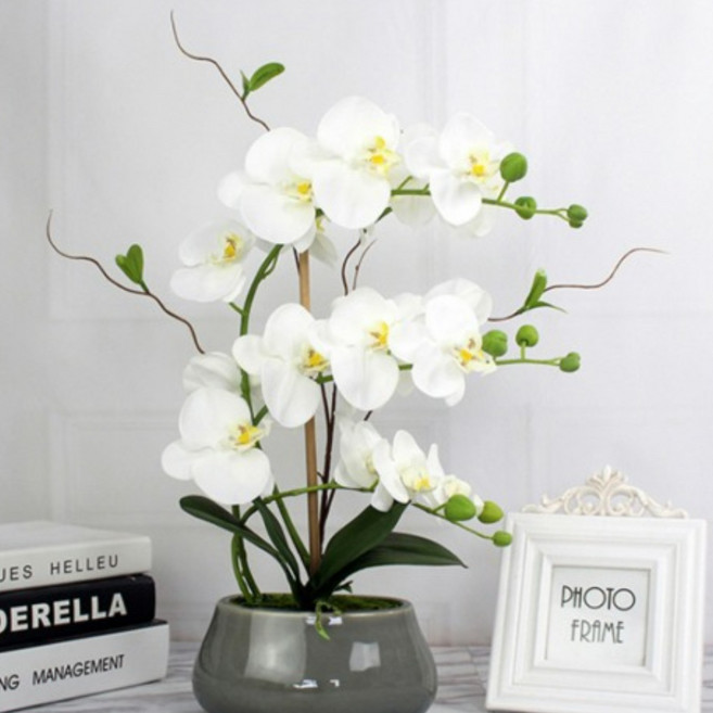 호접란 조화 난꽃 소 베란다 화분 꽂꽂이 개업 승진 축하선물 성묘조화 화이트