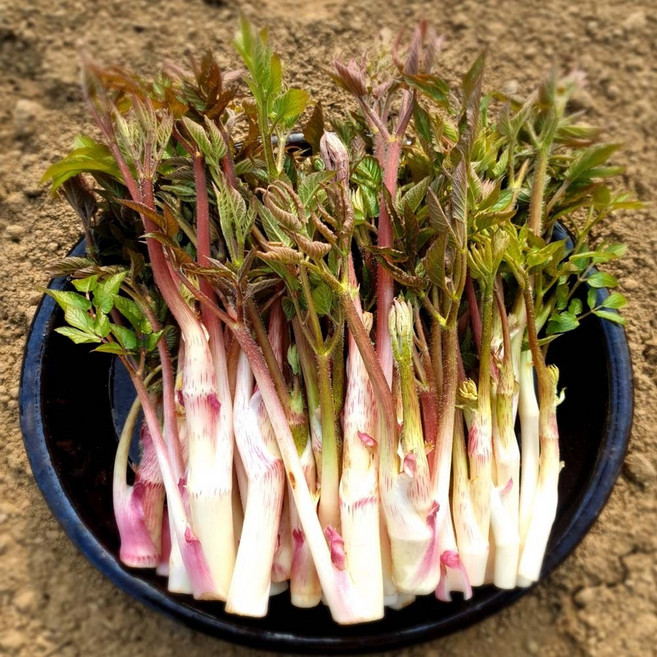 백점마켓 엄선 산지직송 강원청정 싱싱한 땅두릅 250g 300g 500g 1kg_백점마켓, 1개