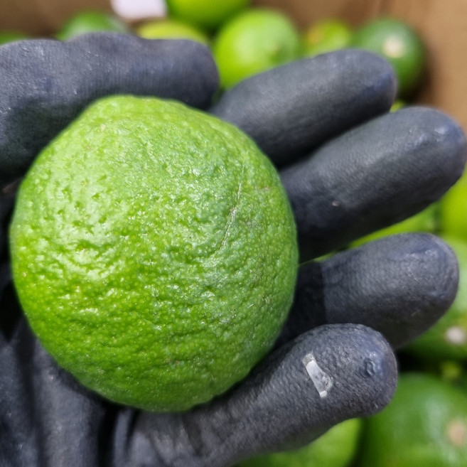 푸른마을 멕시코 생라임 모히또 칵테일 라임 에이드 홈카페 업소용 대용량 생라임, 1박스, 멕시코 생라임 3kg (28-39개)