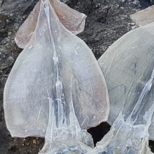 [버터/와사마요증정][산지직송 오바다] 국내산 반건조오징어, 반건조 오징어 (특대) (1.4~1.6kg내외/10미), 1개