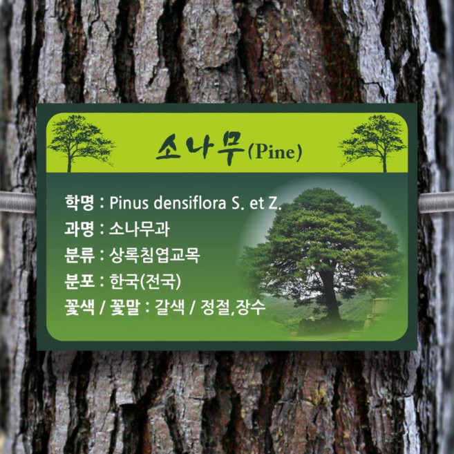 카시드 수목표찰 종합 걸이용 꽂이용 수목표시판 나무안내판 식물안내판 나무이름표 식물이름표 수목표지판 나무이름판 식물이름판 간판 표지판 표시판 팻말, 1. Tree-A