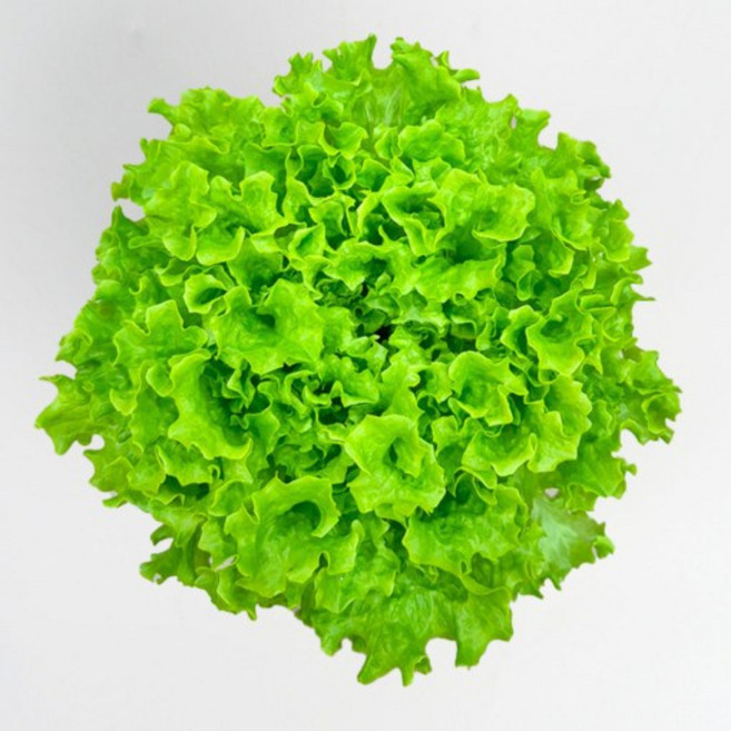 당일수확 산지직송 이자벨 상추 무농약 샐러드용 채소 / 리피, 1kg, 1개