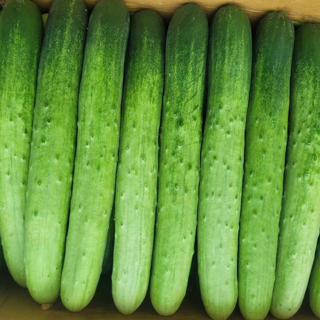 오이(백오이/백다다기) 2kg 4kg 8kg, 백오이(특) 2kg, 1개