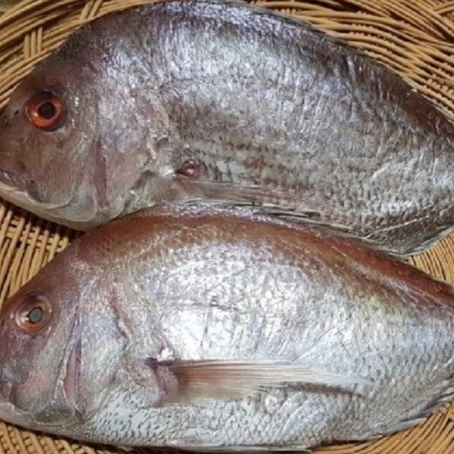 동해바다 해풍 자연건조 반건조 생선, 2개, 반건조생선(단품)참돔(도미), 23~26cm