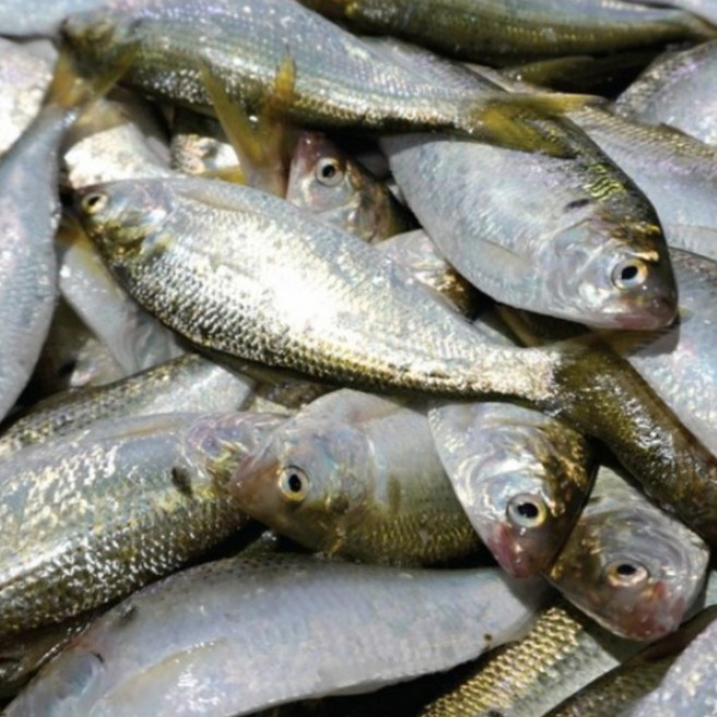 구이용전어(급냉) 500g(국내산), 2개, 500g