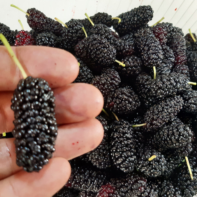 생과급냉 고창 햇 청일 과상 오디, 1개, 과상2호 특품 2kg