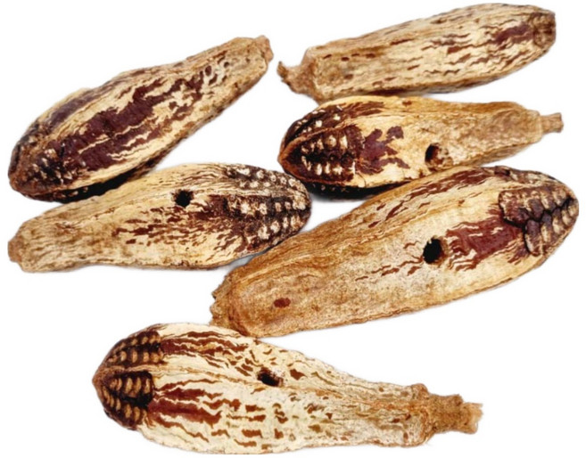 애니몰파크 통 마호가니 천연 야자 열매 타공 6P 앵무새 장난감 DIY 재료, 1개