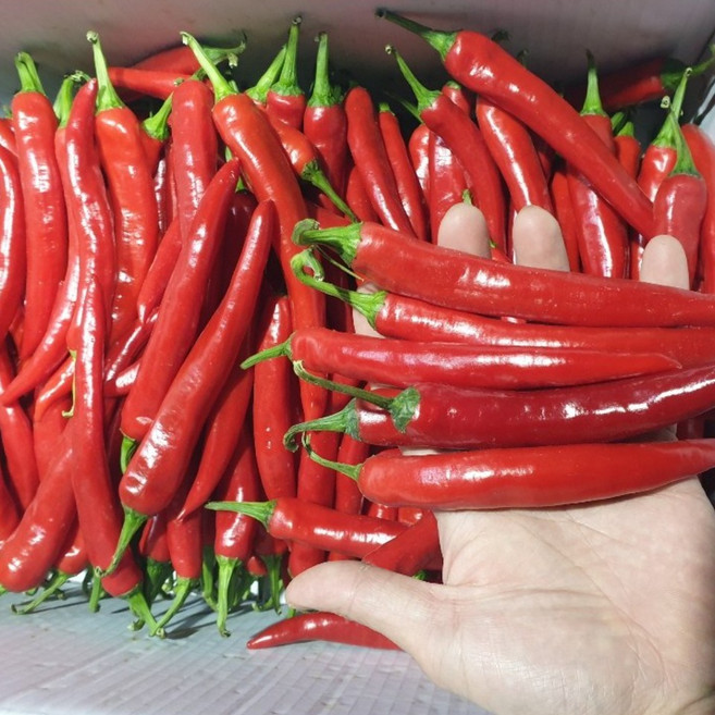 국산 홍고추 고추가루용 [최상품], 1kg, 1개