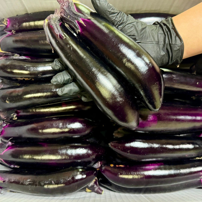 [당일경매] 신선한 국내산 가지 특품 1박스, 1개, 2kg