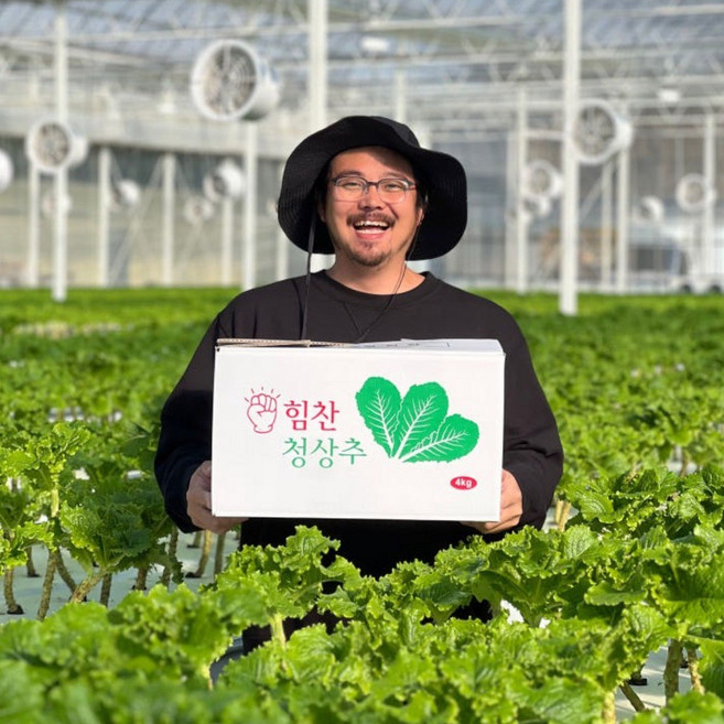 [농가직영] 당일수확 가락시장 1등 국내산 청상추 로메인 상추, 4kg, 1개