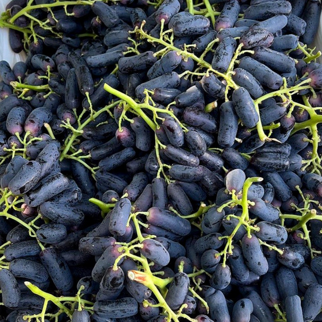 고당도 블랙사파이어 포도 씨없는 가지포도, 1박스, 사파이어포도 1.6kg (박스무게포함)