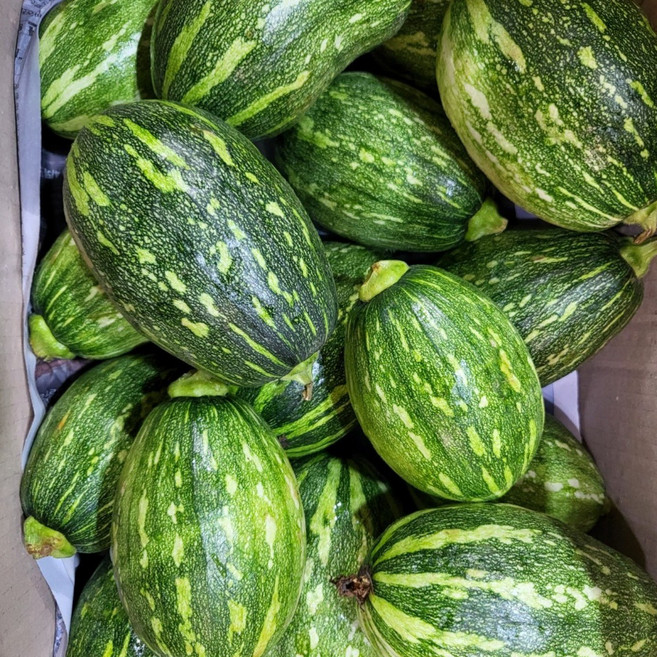 풋호박 둥근호박 조선호박 10kg 한박스, 1개, 조선호박[특품] 10kg(24개 내외)