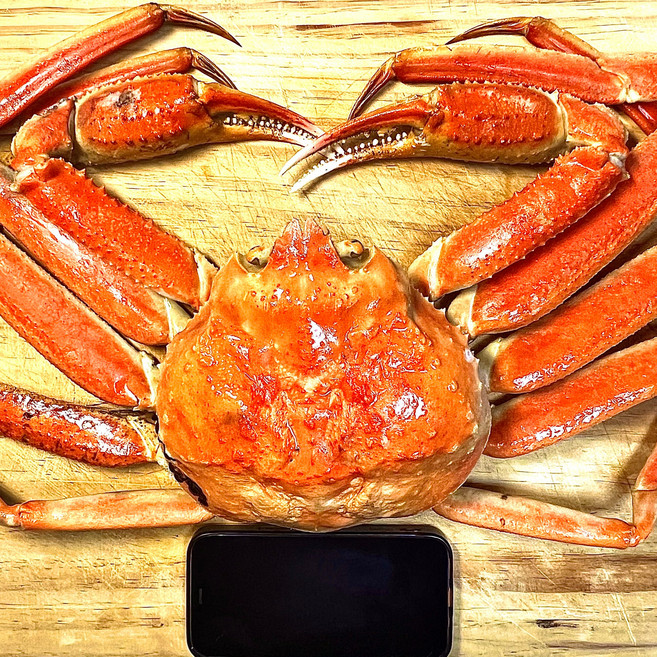 [동해항 당일직송] 90% 이상 수율 특대사이즈 프리미엄 킹크랩 대게, 3kg 이상(2~3마리), 1개