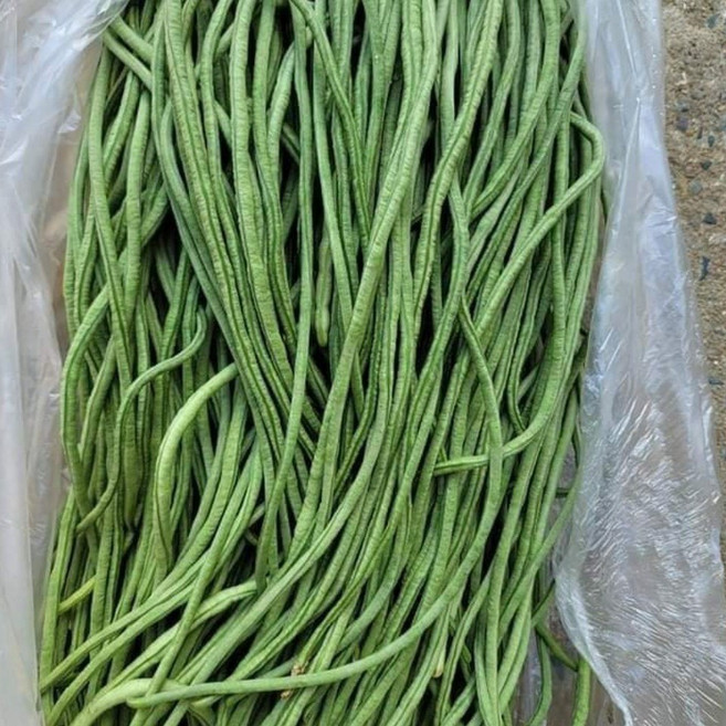 (차씨네숍)줄콩 동남아시아채소 생줄콩 롱빈 껍질콩 초록줄콩, 줄콩 500g×1개