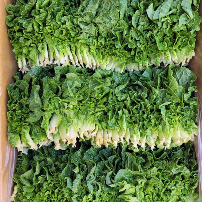 야채이야기 싱싱한 쌈배추 1kg (0.9-1kg) 쌈추, 1박스
