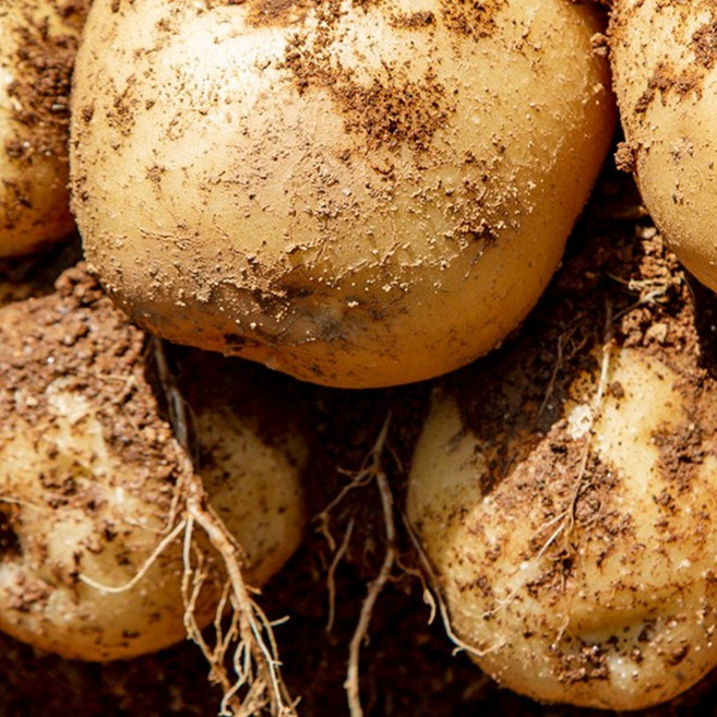 산지직송 두백감자 신선 감자 대용량, 1개, 5kg(중)