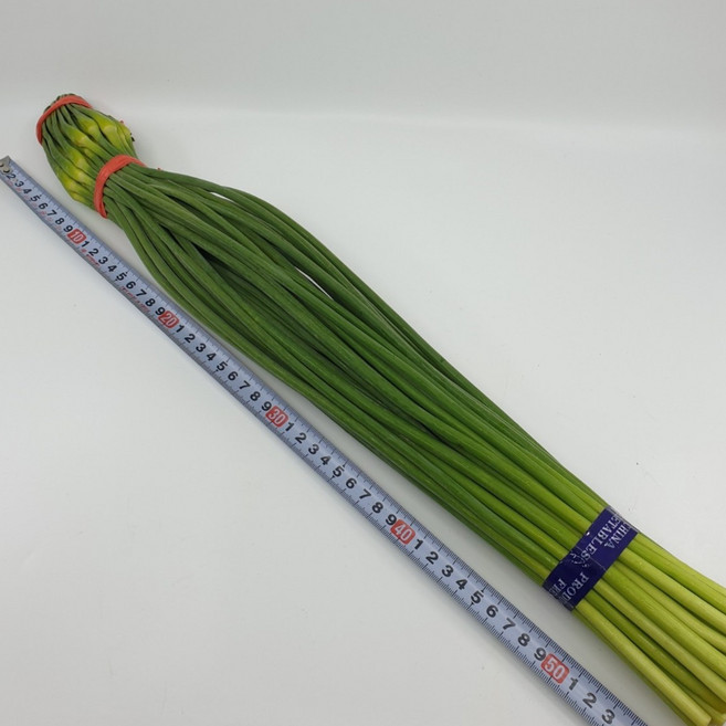 신선 최상급 마늘쫑 마늘종 햇마늘 수입, 1kg, 1개