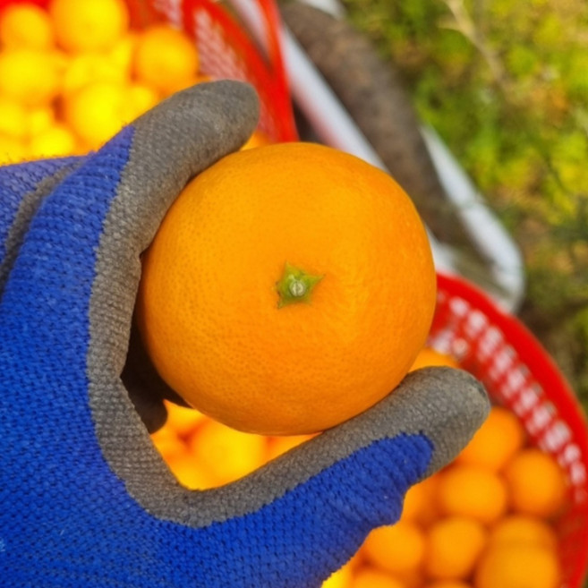 제주 하우스 진지향 50box한정 감귤 소과, 1박스, 3kg