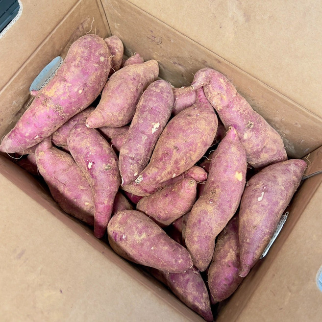 파머스넷 밤고구마, 2kg 한입(60g 이하), 1박스