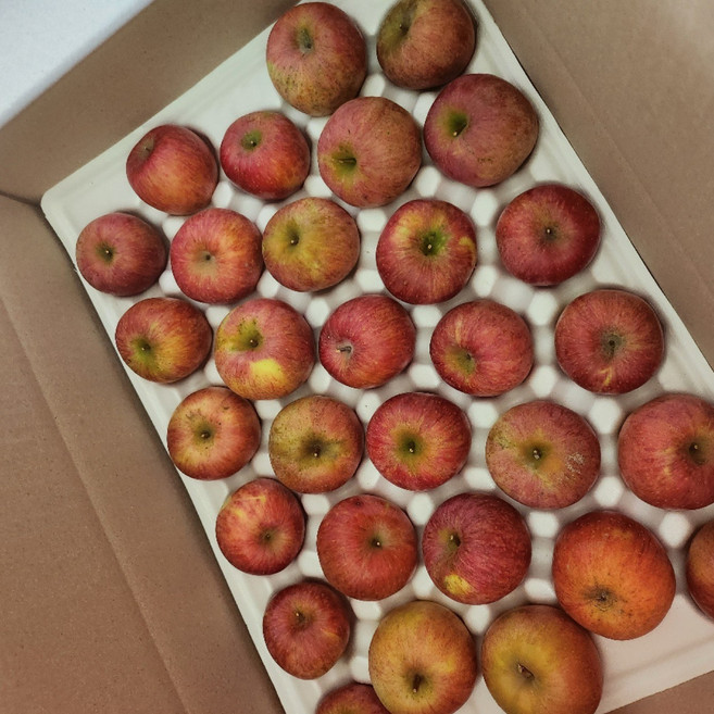 주스용사과 못난이사과 경북 안동사과 5kg 10kg, 1개, 주스용사과 5kg