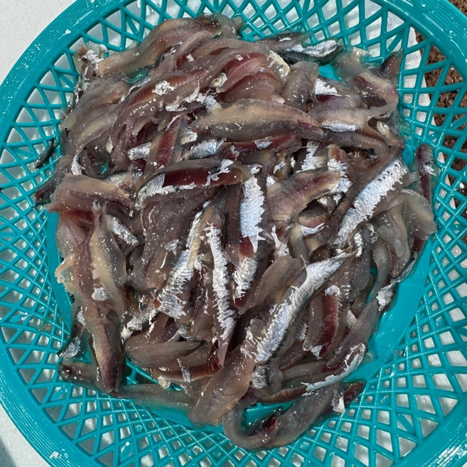 기장 생멸치 멸치회 1kg, 1개