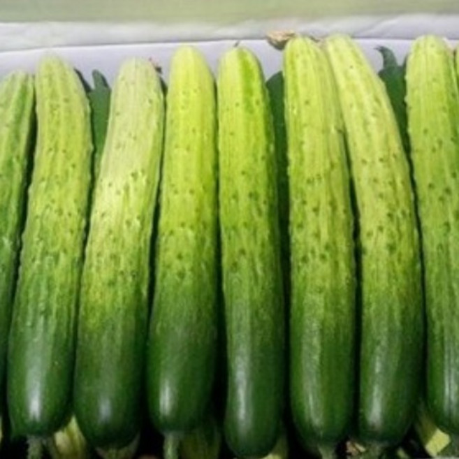국내산 백오이 특품, 1개, 백오이특품5kg(25개내외)
