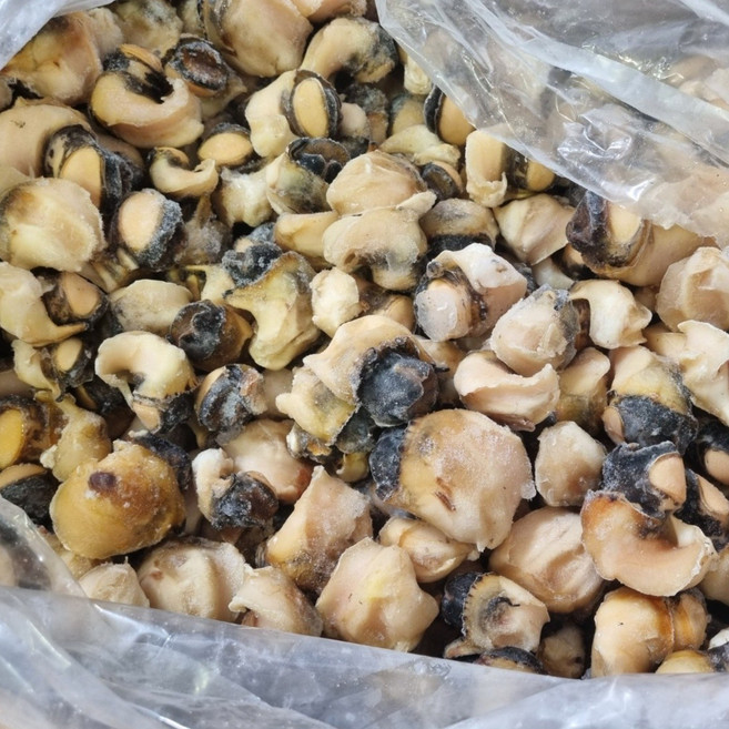냉동 참소라살 피뿔고둥살 10kg 동유럽 흑해산 피뿔고동 소라숙회 스끼다시, 피뿔고둥살[S] 루마니아 흑해산, 1