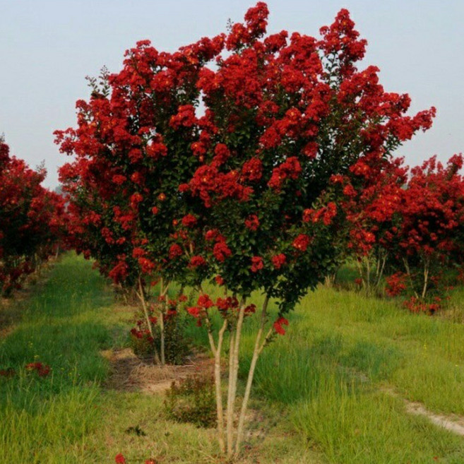 배롱나무 묘목 다이너마이트 2년생 개화주 백일홍 월동가능 정원수, 삽목2년생, 1개