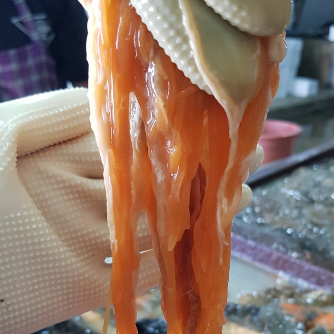 [재구매1위]짭조름하고 진한 감칠맛과 함께 남는 바다 향 국내산 고노와다, 1박스, 100g
