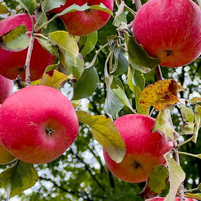 ( 청송 사랑이네 ) 첫수확 얼음골 사과 부사, 1개, 소과 5kg