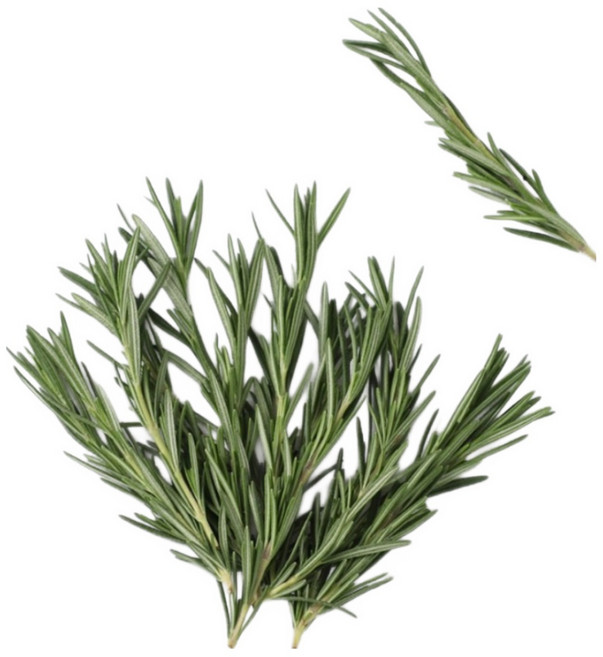 데코용로즈마리 생잎 허브 가니쉬 로즈마리, 50g, 1개