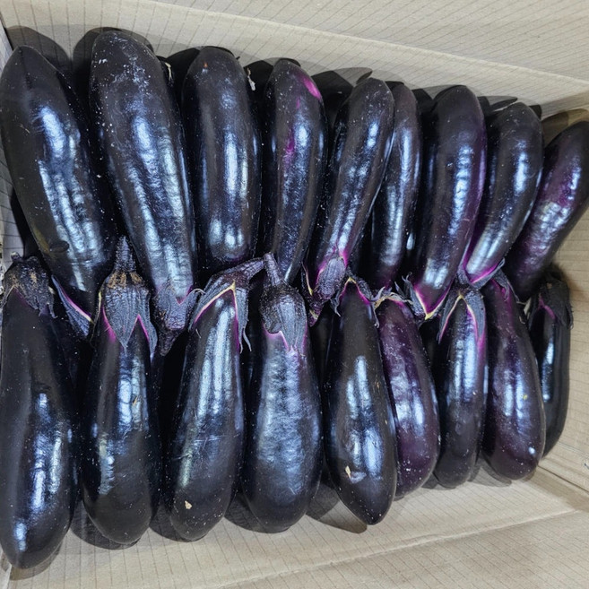 아빠농산 국내산 못난이 가지, 1박스, 10kg
