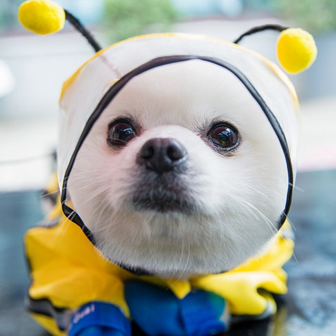 강아지 우비, 1개