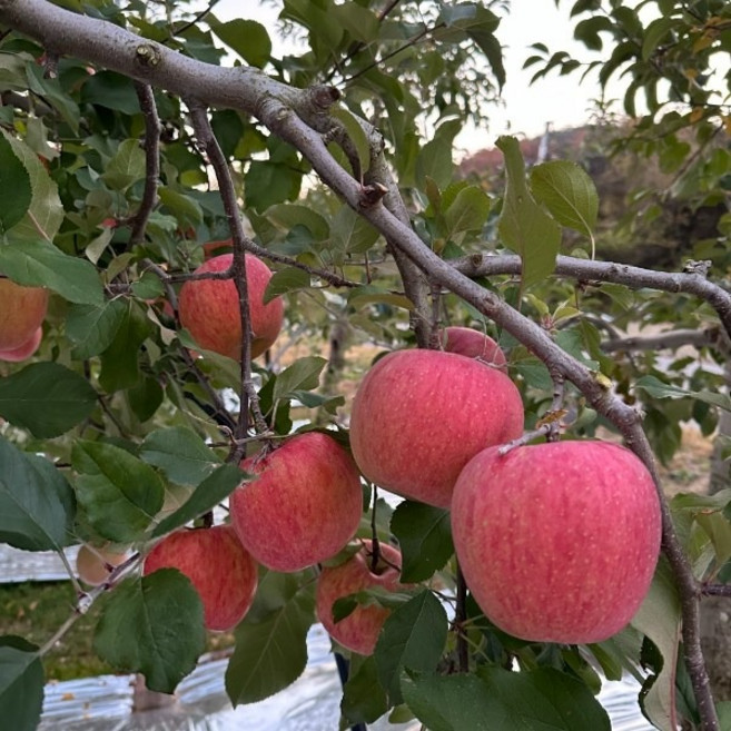 [고당도 당도선별] 껍질째 먹는 경북 홍로 씻은사과 2kg 3kg 5kg 세척사과 소과 중과 대과, 1개, 3kg 중과 (12-15입)