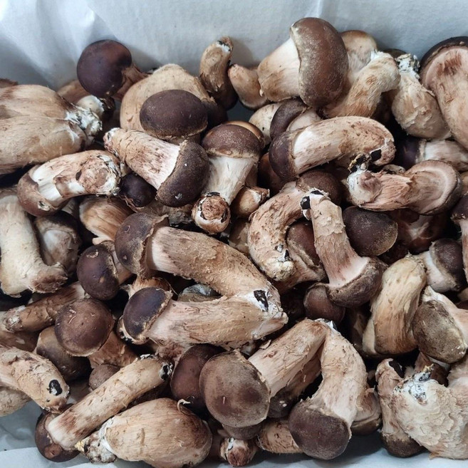 참송이버섯 가정용 솎음용 중급 상급 파지 1kg, 솎음용 1kg, 1박스