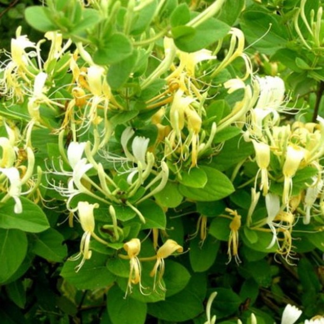 (나무농장) 야생화 인동 포트, 10개