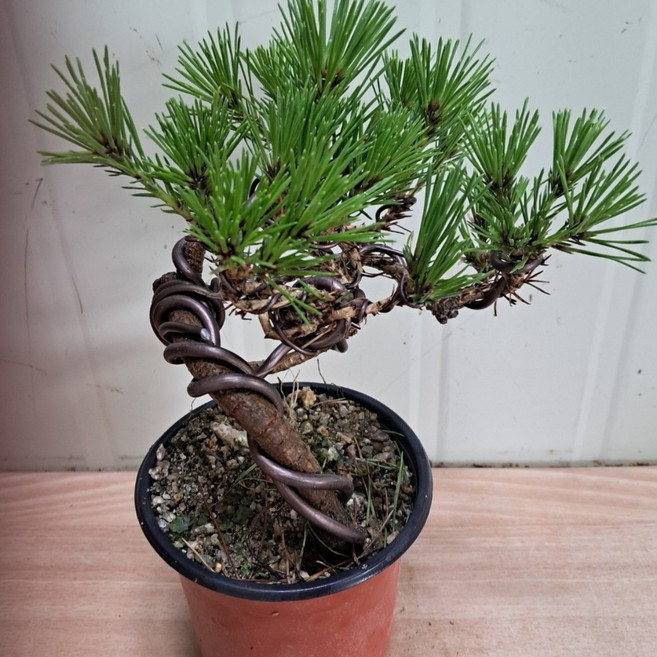 소나무분재 해송