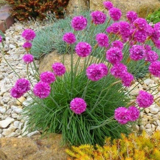 파종첫해부터 개화하는 노지월동 다년초 165종 (4/6), 1개, 97. 아르메리아(꽃부추) 핑크 20립