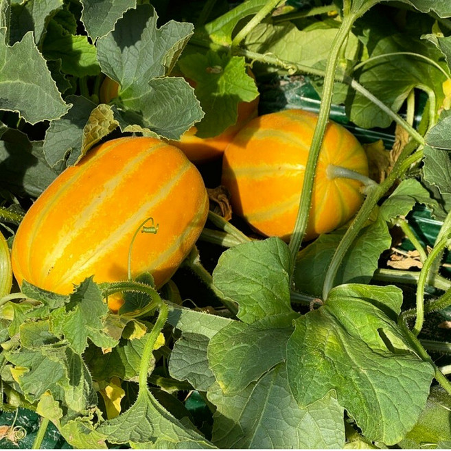 [마감직전] 1차산지 꿀당도 가정용 성주참외, 1박스, 대중과 10kg
