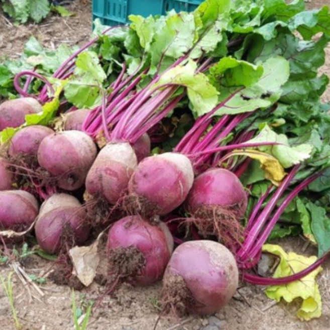 유기농 제주 못난이 레드비트 주스용 비트 작은비트, 1개, 10kg