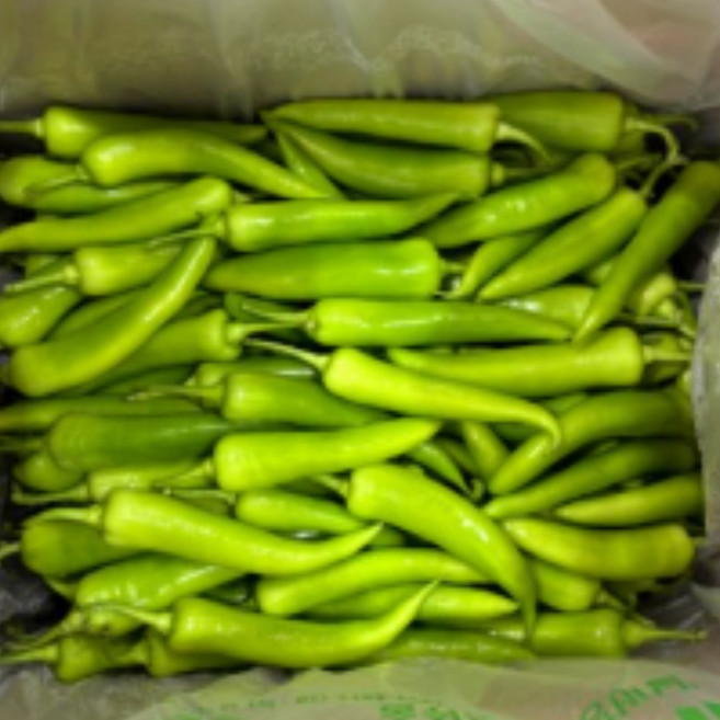 GAP인증 노씨고집 산지직송 정품 당조고추, 1개, 500g