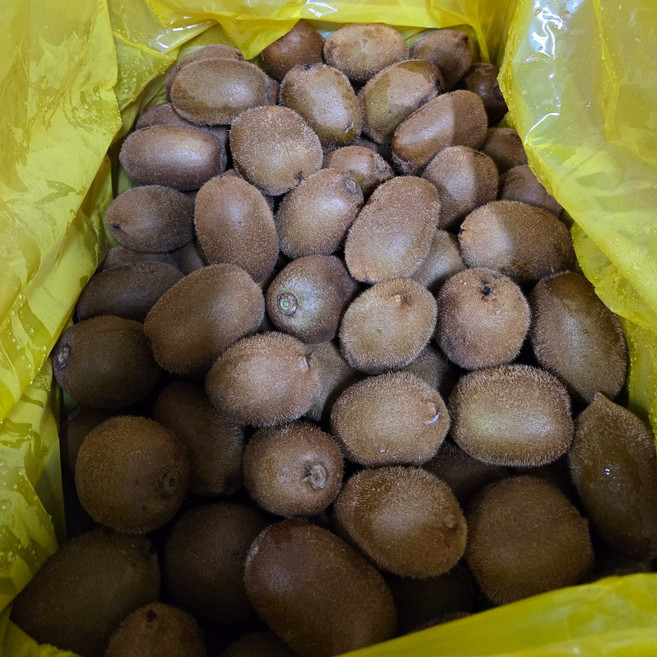 [쥬씨] 경남 고성 공룡나라 헤이워드 참다래 (국산 키위 / 산지직송 / 신선과일 / 95~155과 ), 1박스, 5kg