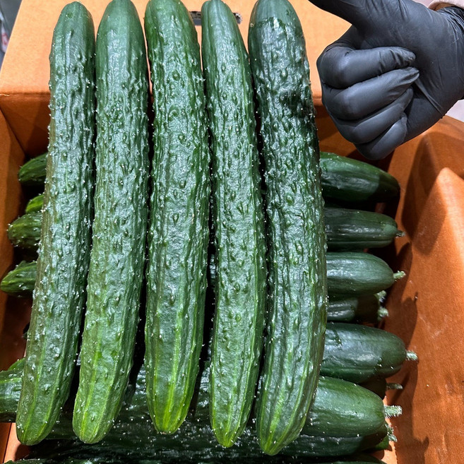 국내산 가시오이 특급, 1개, 5kg