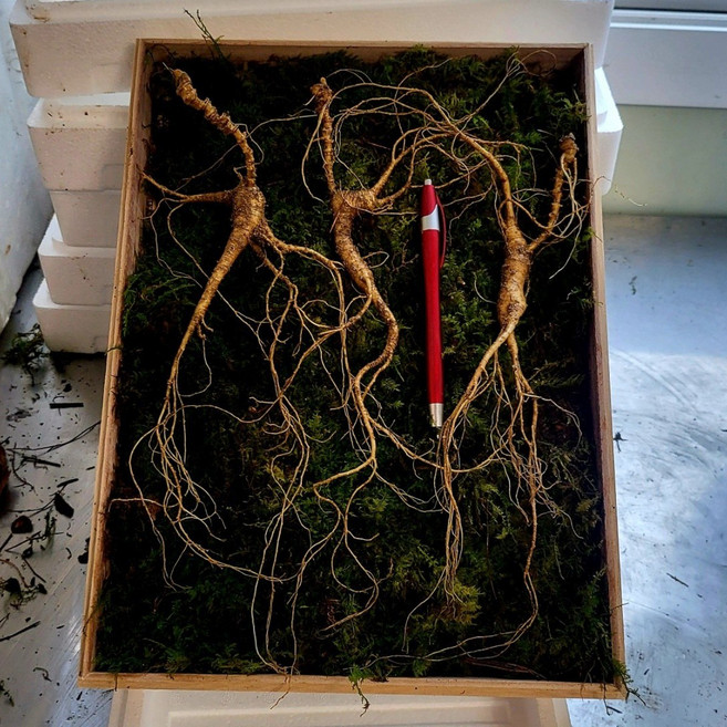 [수로] 강원도 전라도 1200고지 진짜 산삼 25년 장뇌삼 산양삼 산양산삼 자연 방치삼 + 서비스삼, 3뿌리, 0