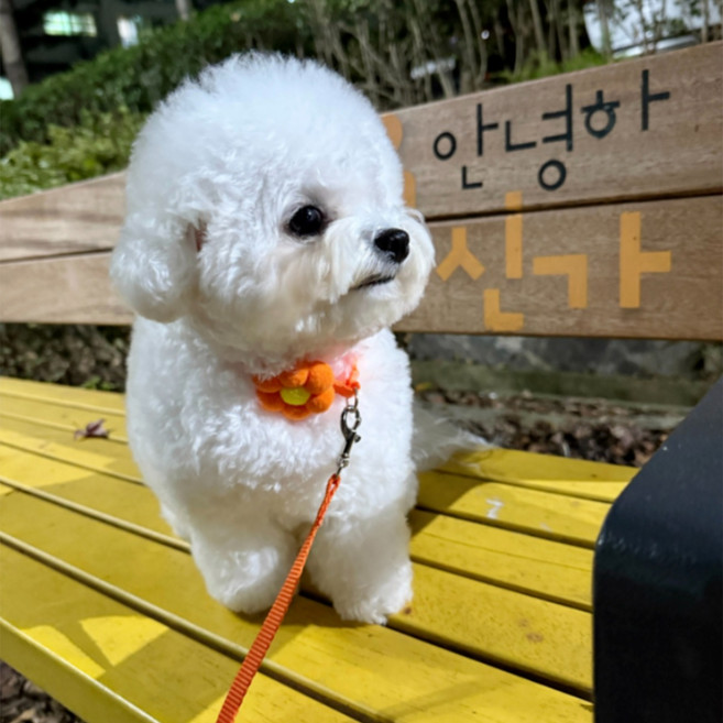 소형견 산책 꽃방울 강아지 목줄+리드줄 세트 2m 7컬러 경량 나일론 조절형, 오렌지