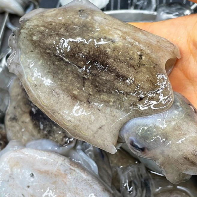 국내산 갑오징어 활 생물 냉장 횟감 숙회, 1개, 1kg