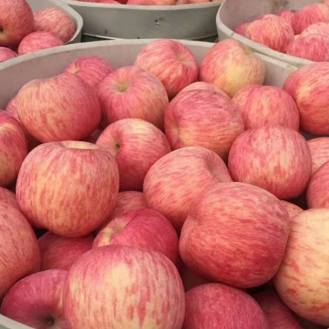 [3일간] 국내산 부사 사과 가정용 소과, 1박스, 5kg 산지배송