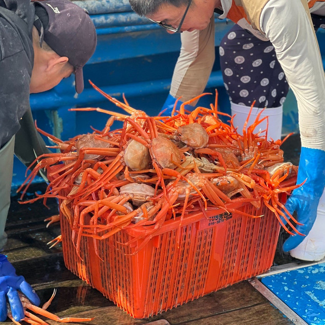 [선주직송] 삼정수산 포항 구룡포 영덕 박달홍게 프리미엄 붉은 대게 홍게, 1개, 품질보증 A급 3KG(9~11미)